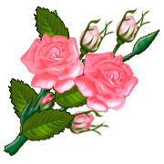 pink rose